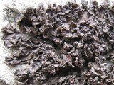 Collema polycarpon image