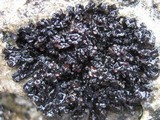 Collema polycarpon image