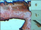 Collema polycarpon image