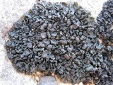 Collema polycarpon image