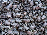 Collema polycarpon image