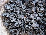 Collema polycarpon image