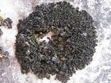 Lathagrium cristatum image
