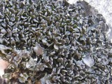 Lathagrium cristatum image