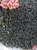 Lathagrium cristatum image