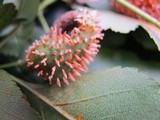 Gymnosporangium clavipes image
