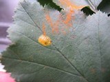 Gymnosporangium clavipes image