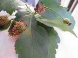 Gymnosporangium clavipes image