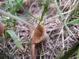 Conocybe apala image