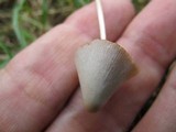 Conocybe apala image
