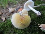 Amanita minutula image
