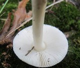 Amanita minutula image