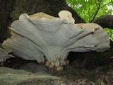 Bondarzewia berkeleyi image