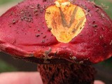 Boletus frostii image