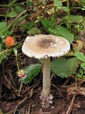 Amanita borealisorora image