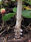 Amanita borealisorora image