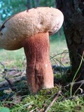 Tylopilus badiceps image