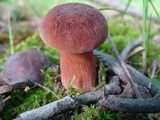 Tylopilus badiceps image