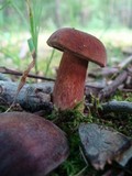 Tylopilus badiceps image