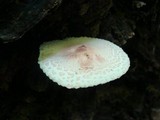 Leucoagaricus americanus image