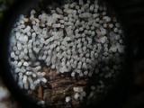 Ceratiomyxa fruticulosa var. fruticulosa image