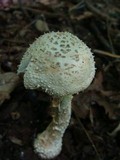 Amanita cokeri image