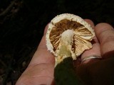 Amanita cokeri image