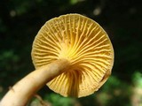 Cantharellus appalachiensis image