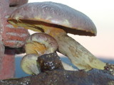 Gymnopilus subpurpuratus image