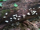 Crepidotus applanatus image
