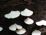 Crepidotus applanatus image