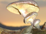 Gymnopilus subpurpuratus image