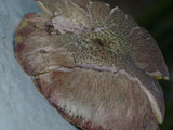 Gymnopilus subpurpuratus image