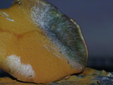 Gymnopilus subpurpuratus image