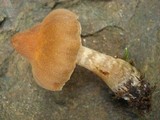 Cortinarius distans image