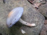 Cortinarius iodes image