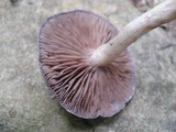 Cortinarius iodes image