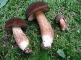 Xanthoconium purpureum image