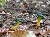 Leotia viscosa image
