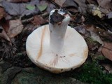 Russula compacta image