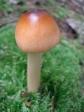 Amanita amerifulva image