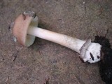 Amanita rhacopus image
