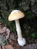 Amanita praecox image