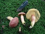 Boletus miniato-olivaceus image