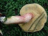 Boletus miniato-olivaceus image