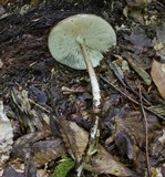 Xerula furfuracea image