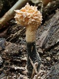 Xylaria cubensis image