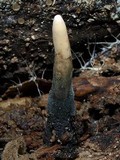Xylaria cubensis image