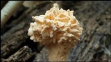 Xylaria cubensis image