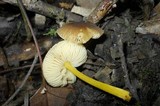 Pluteus romellii image